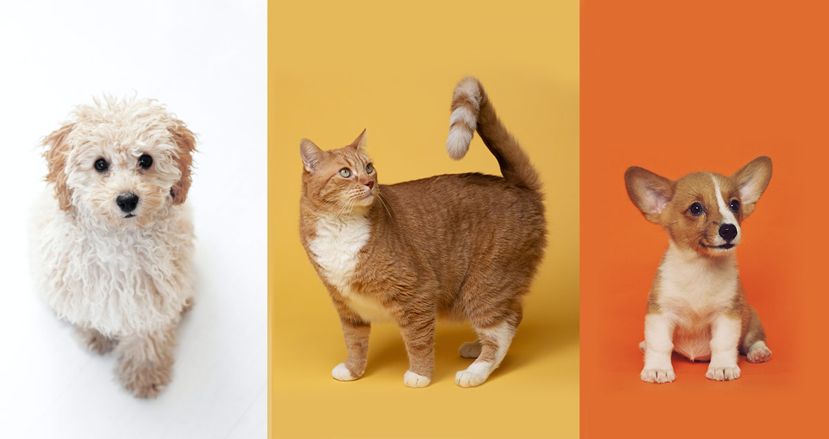 Pet Insurers, Pet Score CRIF, pet check, pet insurance pricing