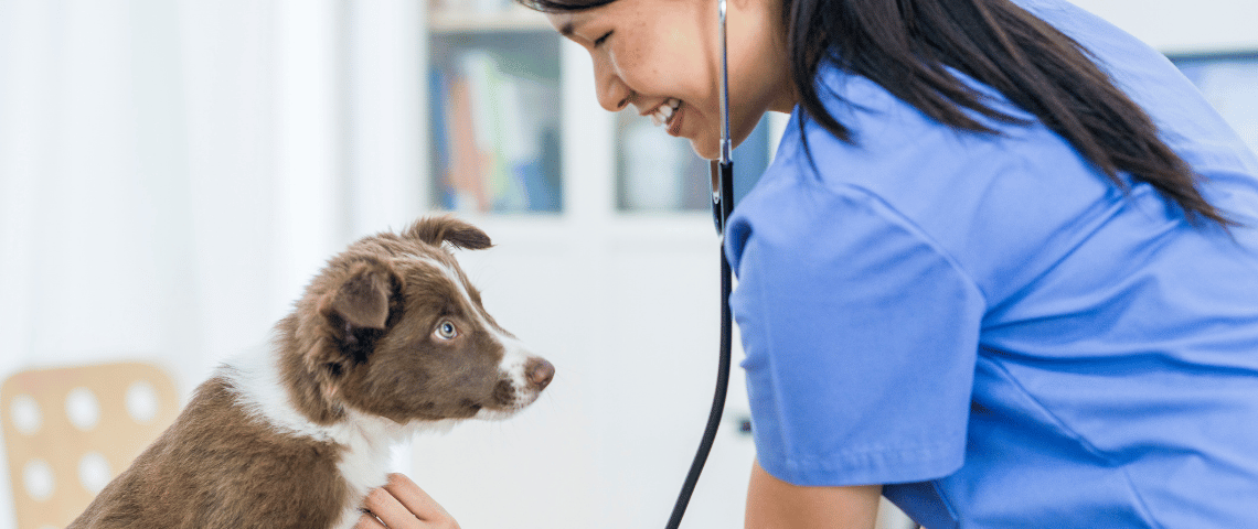 UK Pet Owners Most Worried In Europe About Vet Costs CRIF