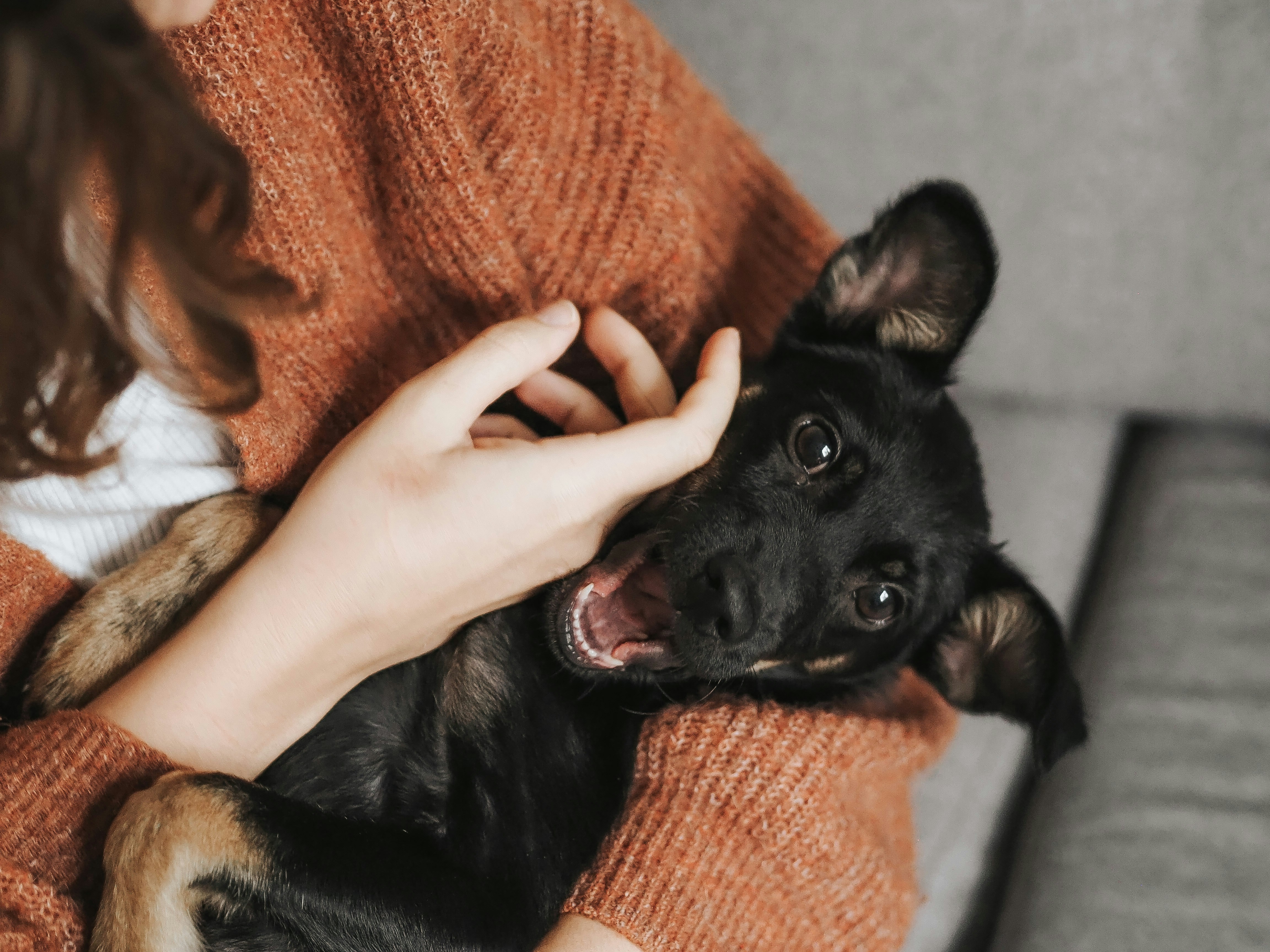 CRIF Pet Score Pet Check Dogflation