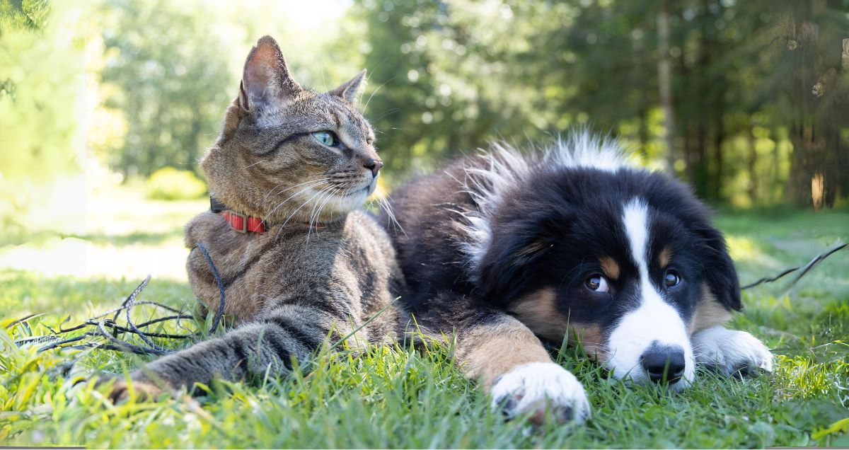 Pet Insurance Strategy For Improved Pricing And Risk Management, CRIF