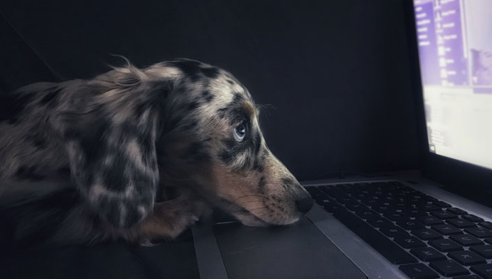 Pandemic Pets And Insurance CRIF