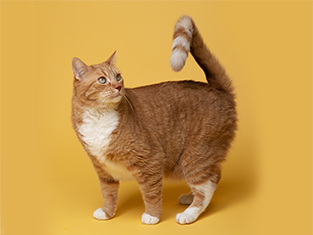 Petcheck Mktg Img3thumb 3