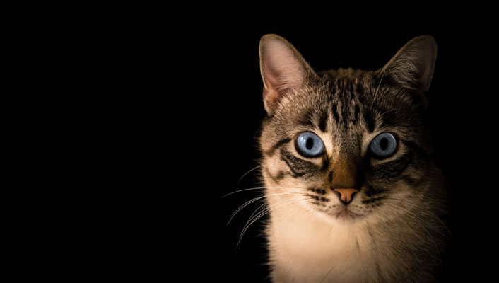 Pet Insurance Facts, CRIF