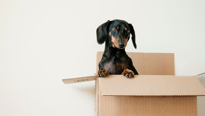 Profitable Growth In Pet Insurance CRIF, pet check, pet insurance pricing
