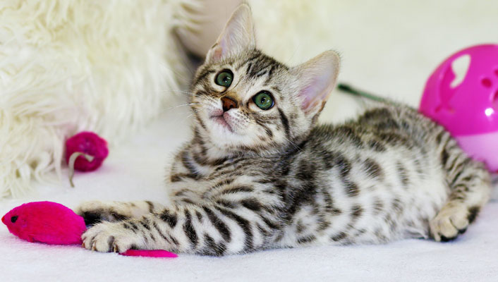 Pet Insurance, CRIF, pet check, pricing