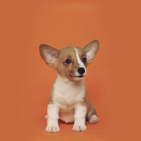 Dog 6